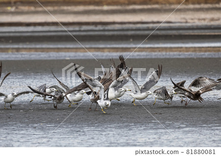 A group of black-tailed gulls trying to take off all at once A group of black-tailed gulls trying to take off all at once 81880081