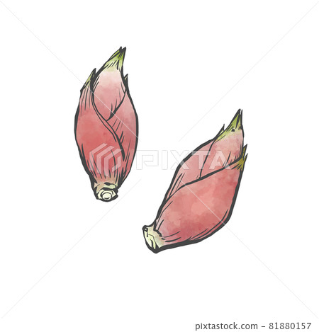 日本薑的日式手繪插畫 81880157