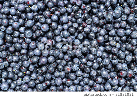 Blueberries - dark blue edible berries 81881051