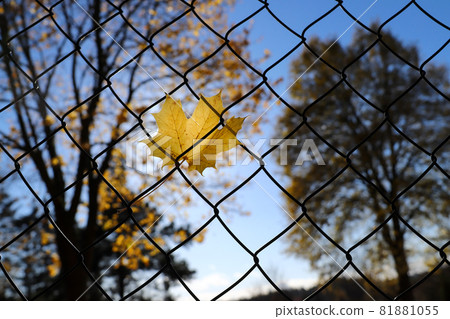 Maple leaf hanging on the fence Maple leaf hanging on the fence 81881055