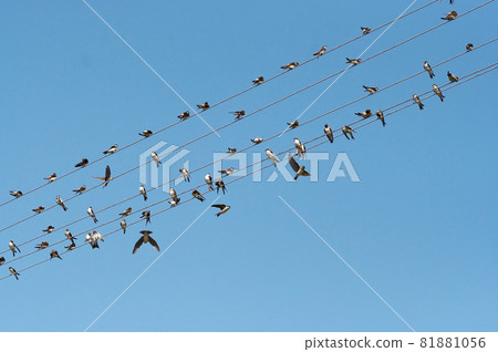 Swallows on wires of power line Swallows on wires of power line 81881056