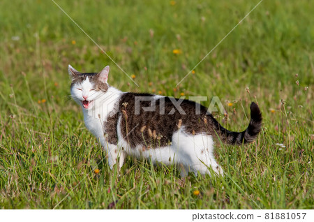 Tomcat on a meadow Tomcat on a meadow 81881057