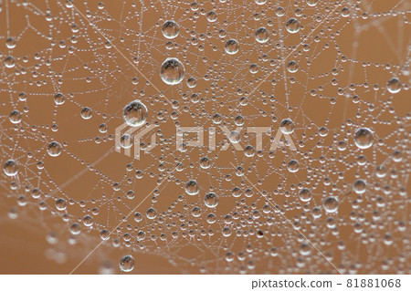 Dew drops on a spider web Dew drops on a spider web 81881068