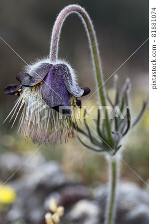 Detail of the flowering pasque flower 81881074