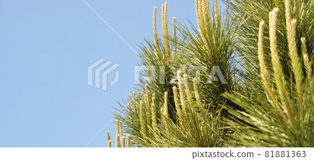 Needle leaf pine tree in its natural environment, pine tree in nature blue sky 81881363