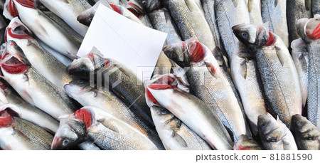 Clean fish are sold fresh at fish market, fresh perch fish, levrek, sold Clean fish are sold fresh at fish market, fresh perch fish, levrek, sold 81881590