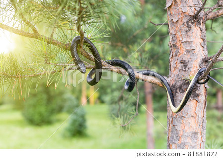 A venomous black snake lurked on a green branch of a fir tree A venomous black snake lurked on a green branch of a fir tree 81881872