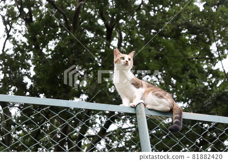 Plan the next strategy at a high place 81882420