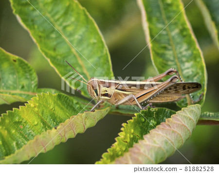 Grasshopper Patanga japonica on the leaves of Rhus chinensis 81882528