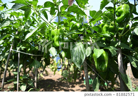 Fruits in a green pepper field before harvest 81882571