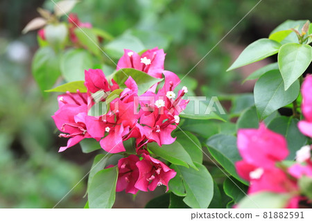 Bougainvillea in full bloom (Raft Kuzu / Raft Kazura) Bougainvillea in full bloom (Raft Kuzu / Raft Kazura) 81882591