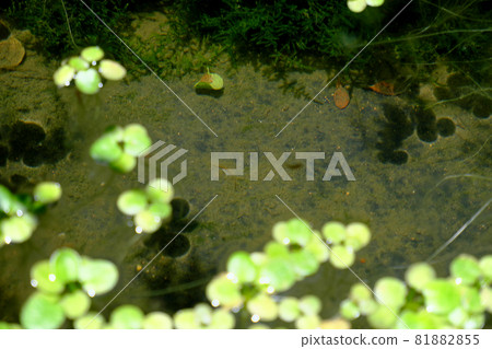 金魚和漂浮的水生植物苗 金魚和漂浮的水生植物苗 81882855