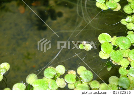 Image of terrarium on a sunny day Image of terrarium on a sunny day 81882856