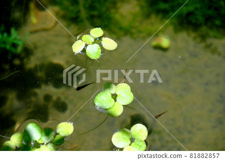 Amazon Frog Pit and Goldfish Fry Amazon Frog Pit and Goldfish Fry 81882857