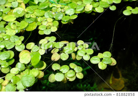 Outside aquarium where the Amazon frog pit floats 81882858