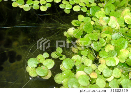 Terrarium with many floating grasses 81882859