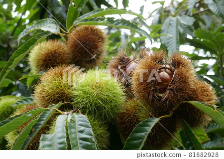 Chestnut ~ Autumn taste Chestnut ~ Autumn taste 81882928