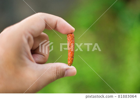 Long pepper length Long pepper length 81883064