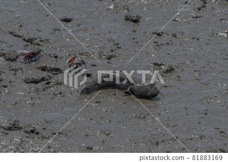 有明海沿岸風光 有明海沿岸風光 81883169