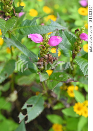 Plants: Chelone, Musk, Psyllium, Plantain family Plants: Chelone, Musk, Psyllium, Plantain family 81883194