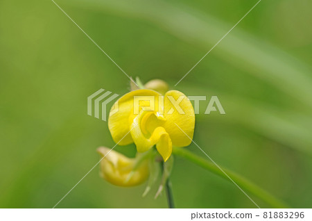 Yellow flower of Yabutsuru Azuki that grows naturally in Noyama 81883296