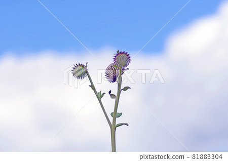 Perennial plant that grows naturally in the mountains Habayamabokuchi in the sky back Perennial plant that grows naturally in the mountains Habayamabokuchi in the sky back 81883304