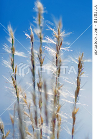 With a close-up of the ears of Japanese pampas grass that glows white With a close-up of the ears of Japanese pampas grass that glows white 81883316