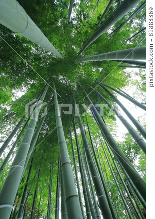 竹林輻射從下方仰視 垂直位置 竹林輻射從下方仰視 垂直位置 81883369