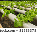 Hydroponics 81883378