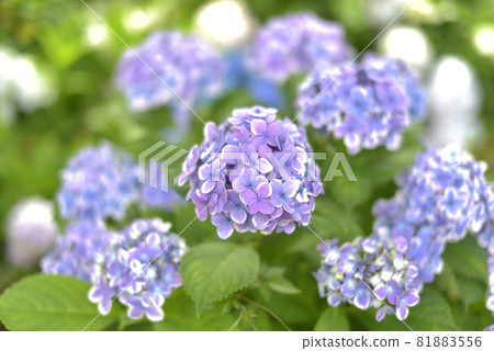Hydrangea, hydrangea, hydrangea Hydrangea, hydrangea, hydrangea 81883556