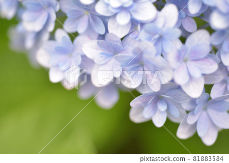 Hydrangea, hydrangea, hydrangea 81883584