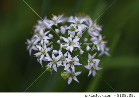 Nira Flower Nira Flower 81883885