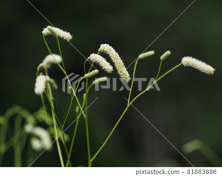 Nagabonoshirowaremokou 的花 Nagabonoshirowaremokou 的花 81883886