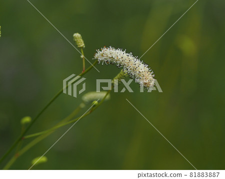 Nagabonoshirowaremokou 的花 Nagabonoshirowaremokou 的花 81883887