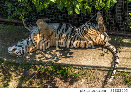 The Republic of Crimea. The city of Belogorsk. July 17, 2021. On a hot sunny day, a tigress is basking in the shade of the trees of the aviary on the grass in the Taigan Lion Park. The Republic of Crimea. The city of Belogorsk. July 17, 2021. On a hot sunny day, a tigress is basking in the shade of the trees of the aviary on the grass in the Taigan Lion Park. 81883905