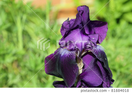 Purple bearded iris flower 81884018