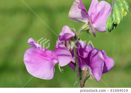 Pink sweet pea flowers in close up 81884019