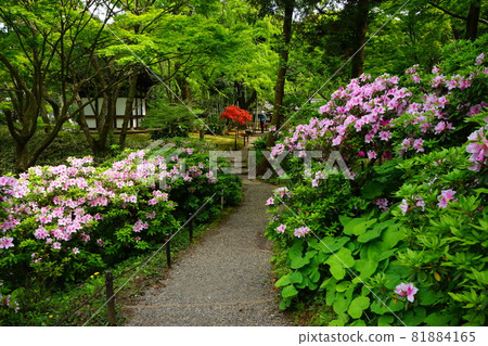 Japanese garden azalea pink flowers spring Japanese garden azalea pink flowers spring 81884165