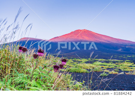 (靜岡縣)富士山,禦天口山道上的紫菖蒲,黎明 (靜岡縣)富士山,禦天口山道上的紫菖蒲,黎明 81884242