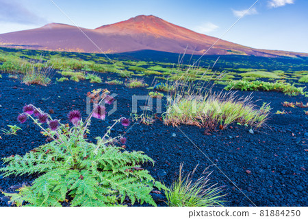 (Shizuoka Prefecture) Mt. Fuji, Cirsium purpuratum on the Gotenguchi mountain trail, dawn (Shizuoka Prefecture) Mt. Fuji, Cirsium purpuratum on the Gotenguchi mountain trail, dawn 81884250