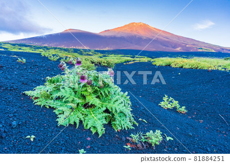 (Shizuoka Prefecture) Mt. Fuji, Cirsium purpuratum on the Gotenguchi mountain trail, dawn (Shizuoka Prefecture) Mt. Fuji, Cirsium purpuratum on the Gotenguchi mountain trail, dawn 81884251
