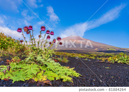 (靜岡縣)富士山,禦天口山道上的紫菖蒲,黎明 (靜岡縣)富士山,禦天口山道上的紫菖蒲,黎明 81884264