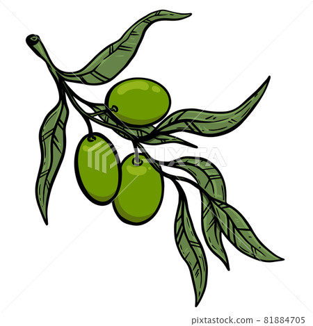 Illustration of olive tree branch with olives. Design element for poster, card, banner, sign, emblem. Vector illustration 81884705