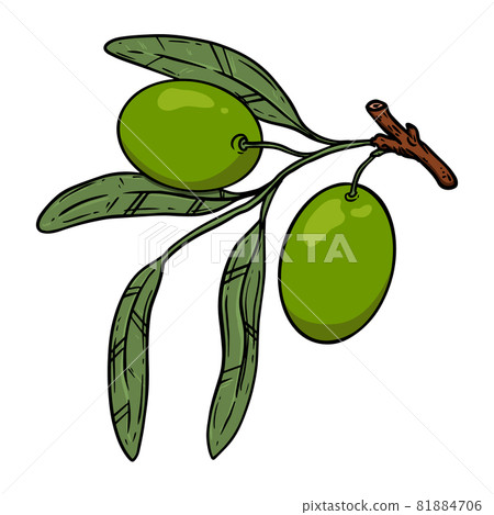 Illustration of olive tree branch with olives. Design element for poster, card, banner, sign, emblem. Vector illustration 81884706