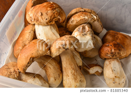 Close-up image of many porcini mushrooms 81885340