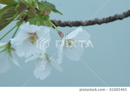 Spring in full bloom 81885465