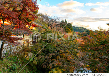 [Kyoto] Autumn leaves and temples 81885502