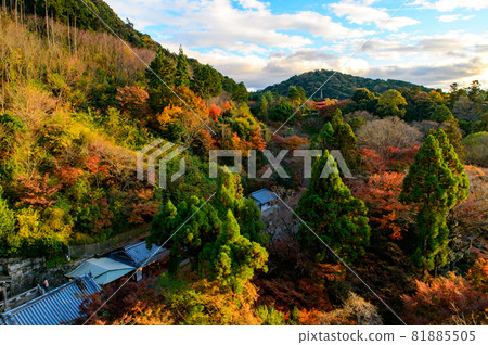 [Kyoto] Autumn leaves and temples 81885505