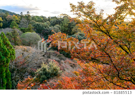 [Kyoto] Autumn sunset and autumn leaves 81885513