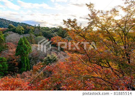 [Kyoto] Autumn sunset and autumn leaves 81885514